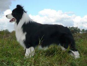 04/10/08 Hungarian klub schau/expo - Da 1/4 di secolo BORDER COLLIE