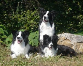 05/10 Eurodogshow 2008 - Da 1/4 di secolo BORDER COLLIE