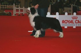 10+11/01/09 Expo Internaz. Milano e Bergamo - Da 1/4 di secolo BORDER COLLIE