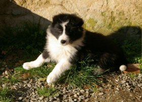 Show puppy available/Cucciolo per expo disponibile - Da 1/4 di secolo BORDER COLLIE