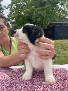 Cuccioli Disponibili a Giugno - Da 1/4 di secolo BORDER COLLIE