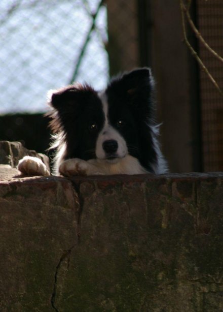 Presentazione nostra Holly / Presentation of our Holly - Da 1/4 di secolo BORDER COLLIE