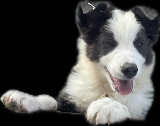 Femmine disponibili Settembre 2024 - Da 1/4 di secolo BORDER COLLIE