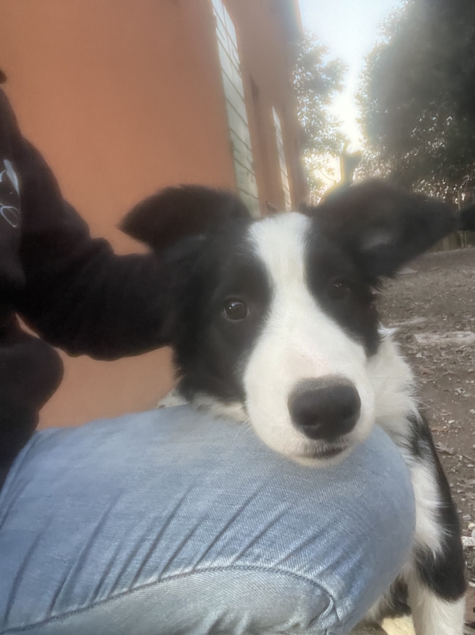 MASCHIO BIANCO NERO 4 MESI - Da 1/4 di secolo BORDER COLLIE