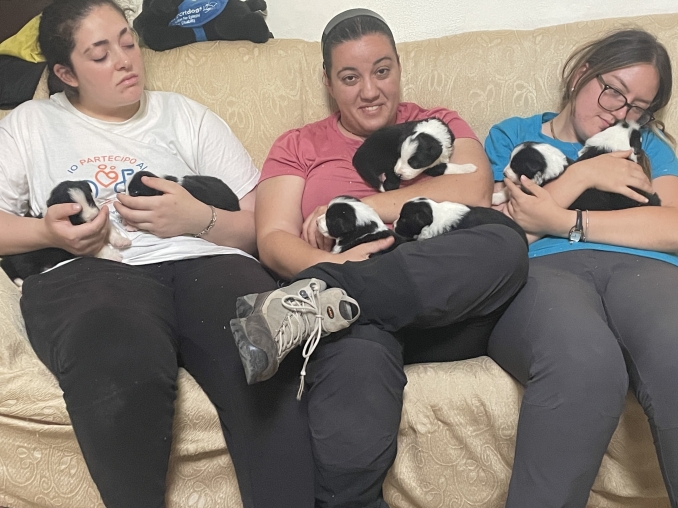 Cuccioli Disponibili a Giugno - Da 1/4 di secolo BORDER COLLIE