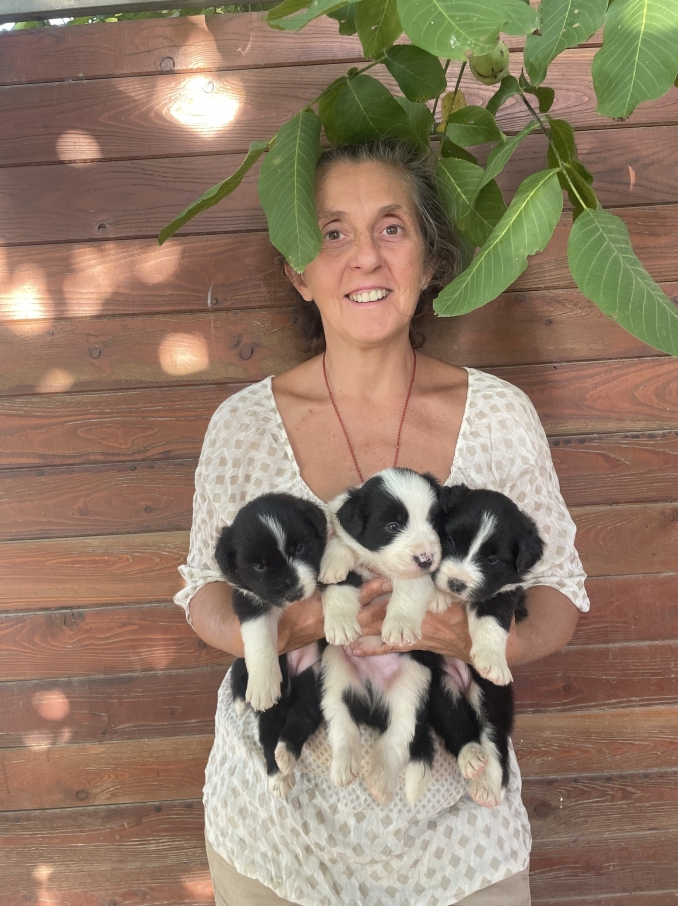 CUCCIOLI SETTEMBRE 2025 - Da 1/4 di secolo BORDER COLLIE