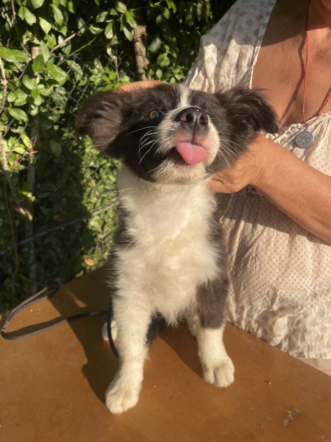 CUCCIOLI DISPONIBILI A SETTEMBRE - Da 1/4 di secolo BORDER COLLIE