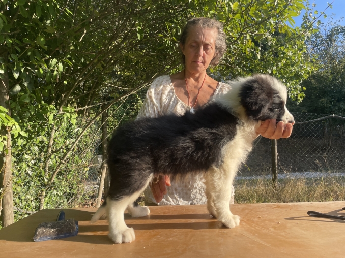 CUCCIOLI DISPONIBILI SETTEMBRE 2025 - Da 1/4 di secolo BORDER COLLIE