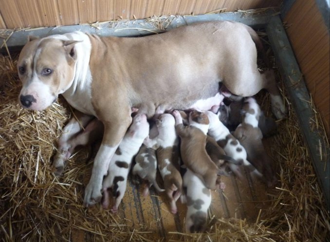 SONO NATI I CUCCIOLI DI AMSTAFF - Da 1/4 di secolo BORDER COLLIE