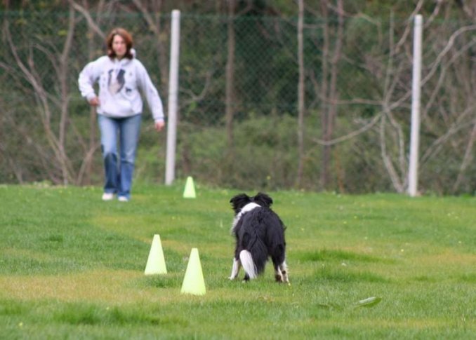 27/06/09 RELY CAMPIONESSA ITALIANA OBEDIENCE - Da 1/4 di secolo BORDER COLLIE