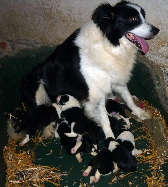 06/07/09 SONO NATI I CUCCIOLI DI BORDER COLLIE - Da 1/4 di secolo BORDER COLLIE